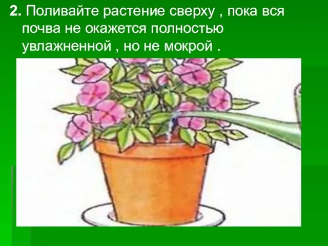 2. Поливайте растение сверху , пока вся почва не окажется полностью увлажненной