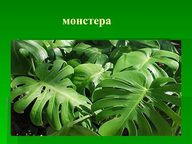 монстера