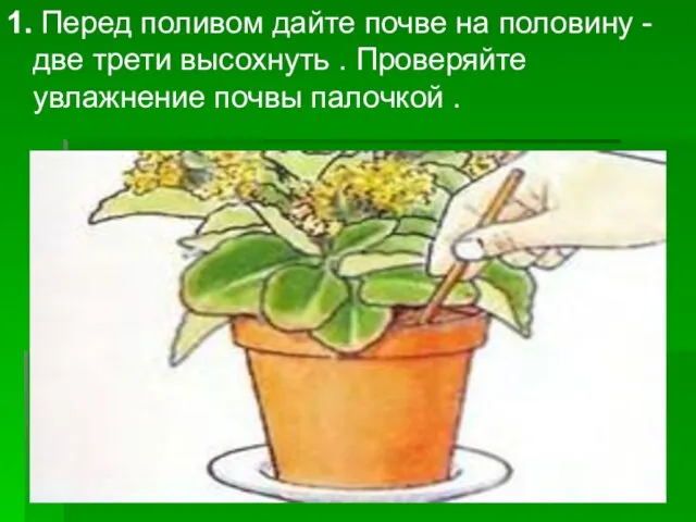 1. Перед поливом дайте почве на половину - две трети высохнуть .