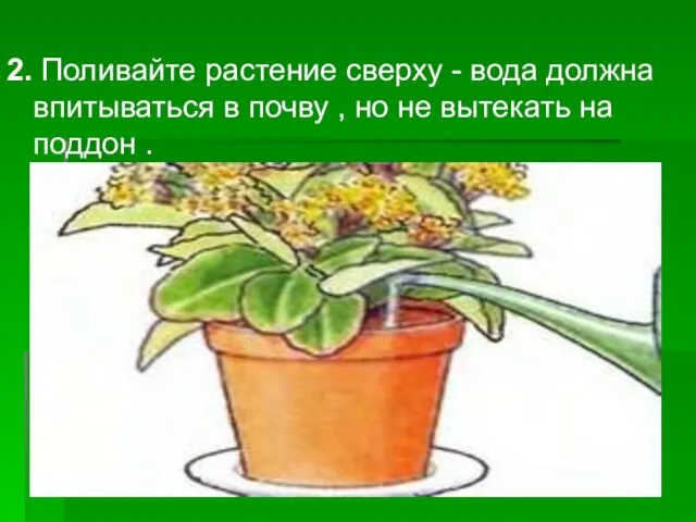 2. Поливайте растение сверху - вода должна впитываться в почву , но