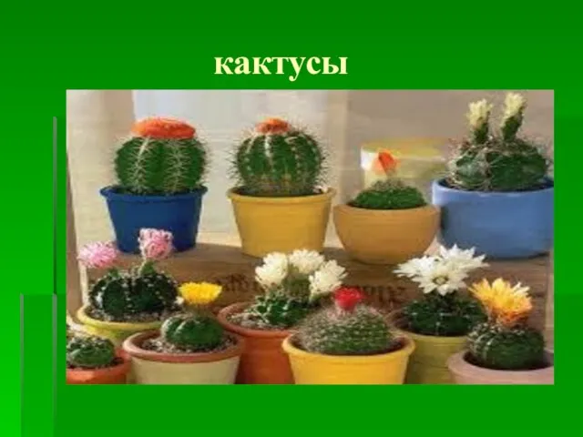 кактусы