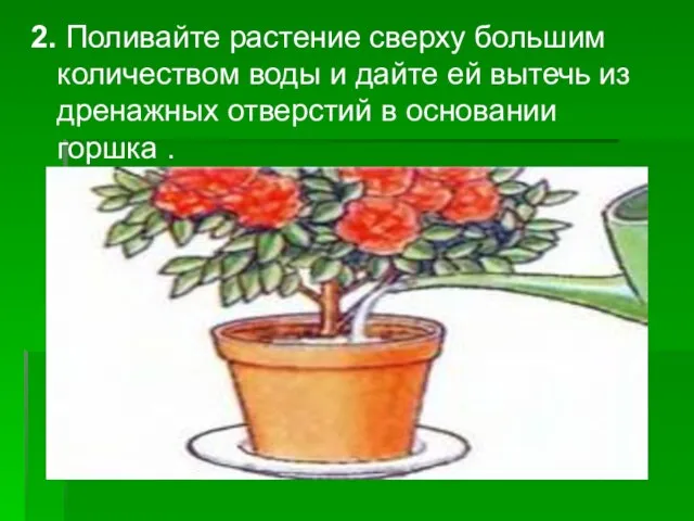 2. Поливайте растение сверху большим количеством воды и дайте ей вытечь из