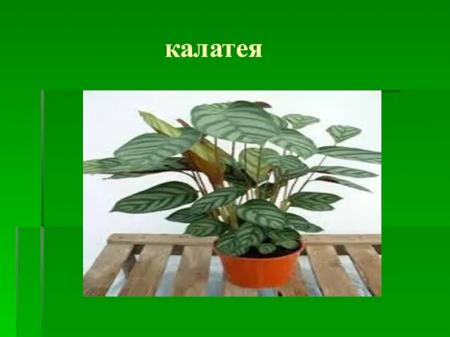 калатея