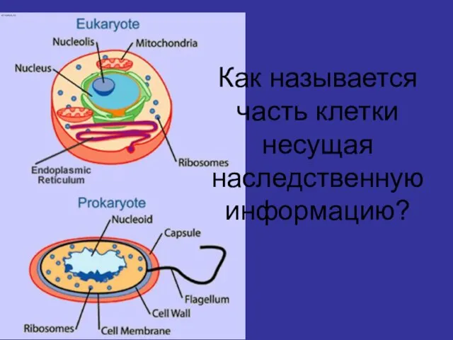 Как называется часть клетки несущая наследственную информацию?