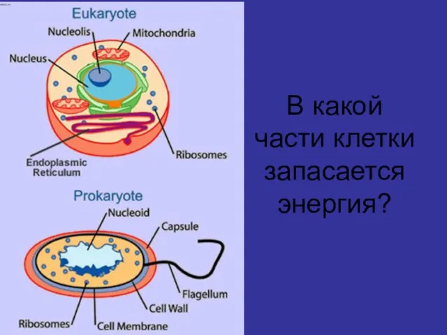 В какой части клетки запасается энергия?