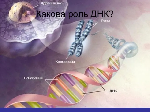 Какова роль ДНК?