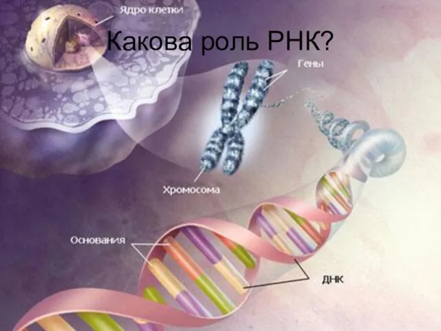 Какова роль РНК?