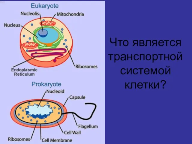 Что является транспортной системой клетки?