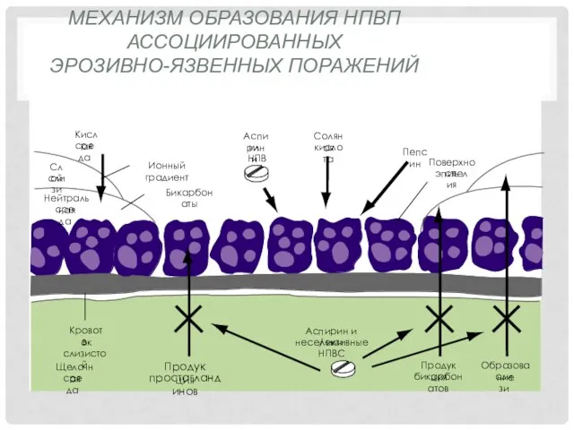 МЕХАНИЗМ ОБРАЗОВАНИЯ НПВП АССОЦИИРОВАННЫХ ЭРОЗИВНО-ЯЗВЕННЫХ ПОРАЖЕНИЙ