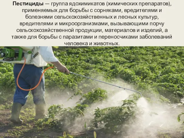 Пестициды — группа ядохимикатов (химических препаратов), применяемых для борьбы с сорняками, вредителями