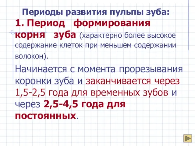 Периоды развития пульпы зуба: 1. Период формирования корня зуба (характерно более высокое