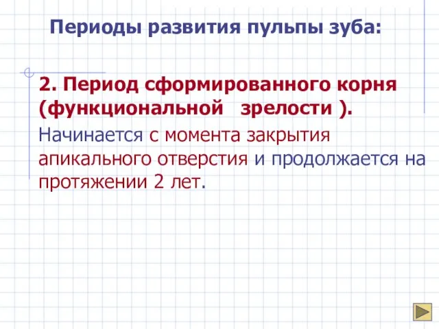 Периоды развития пульпы зуба: 2. Период сформированного корня (функциональной зрелости ). Начинается