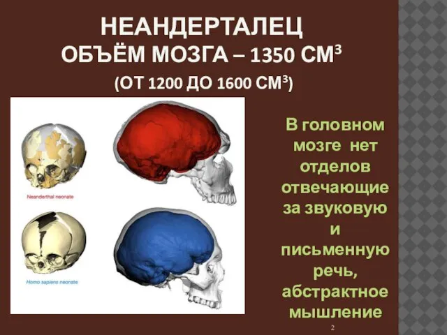 НЕАНДЕРТАЛЕЦ ОБЪЁМ МОЗГА – 1350 СМ3 (ОТ 1200 ДО 1600 СМ3) В