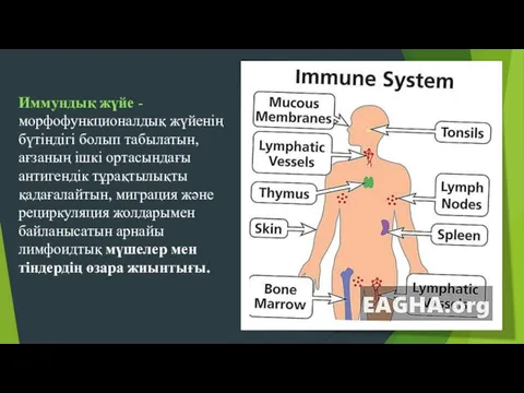 Иммундық жүйе - морфофункционалдық жүйенiң бүтiндiгi болып табылатын, ағзаның iшкi ортаcындағы антигендiк