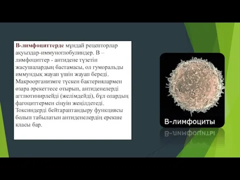 В-лимфоциттерде мұндай рецепторлар ақуыздар-иммуноглобулиндер. В – лимфоциттер - антидене түзетін жасушалардың бастамасы,