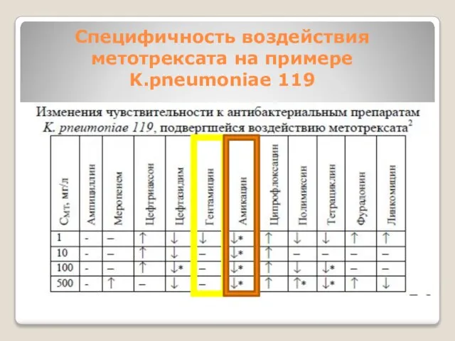 Специфичность воздействия метотрексата на примере K.pneumoniae 119