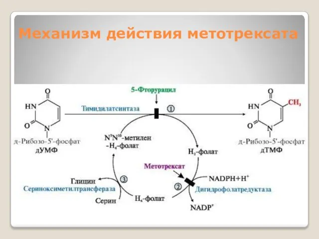 Механизм действия метотрексата