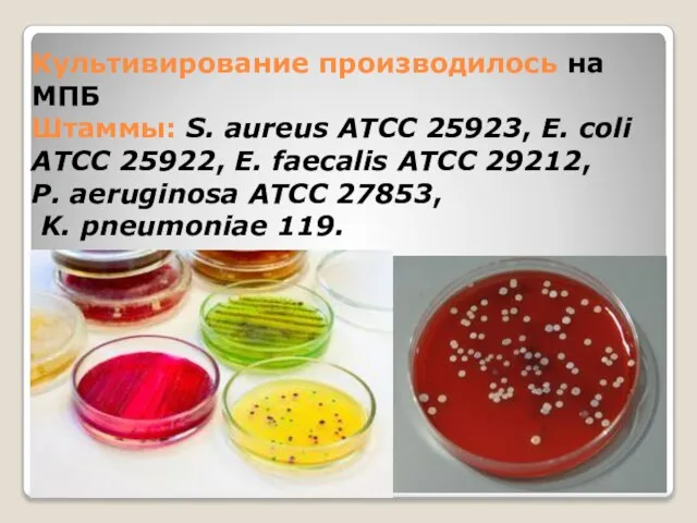 Культивирование производилось на МПБ Штаммы: S. aureus ATCC 25923, E. coli ATCC