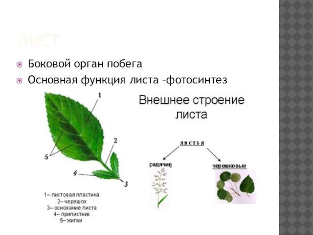 ЛИСТ Боковой орган побега Основная функция листа –фотосинтез