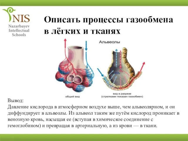 Описать процессы газообмена в лёгких и тканях Вывод: Давление кислорода в атмосферном