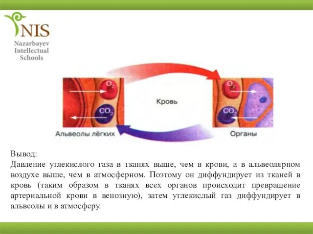 Вывод: Давление углекислого газа в тканях выше, чем в крови, а в