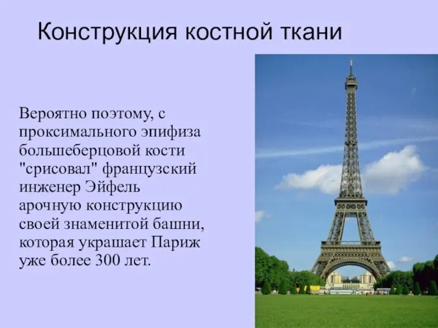 Конструкция костной ткани Вероятно поэтому, с проксимального эпифиза большеберцовой кости "срисовал" французский