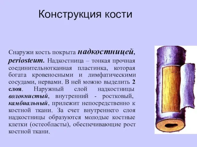 Конструкция кости Снаружи кость покрыта надкостницей, periosteum. Надкостница – тонкая прочная соединительнотканная