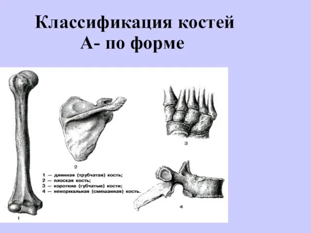 Классификация костей А- по форме