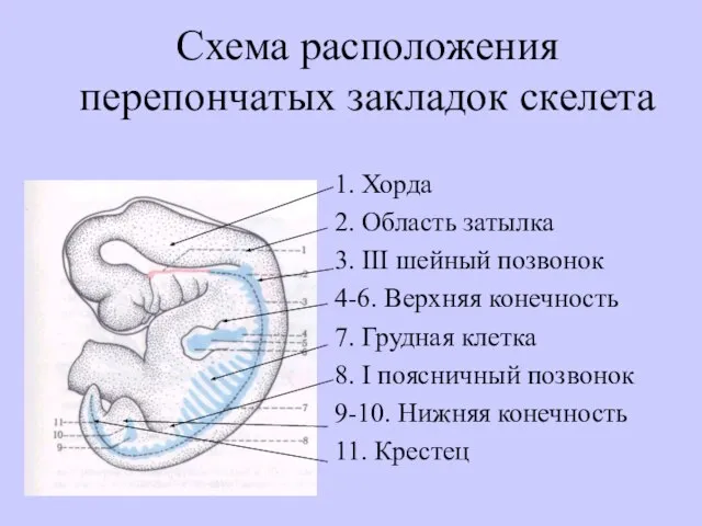 Схема расположения перепончатых закладок скелета 1. Хорда 2. Область затылка 3. III