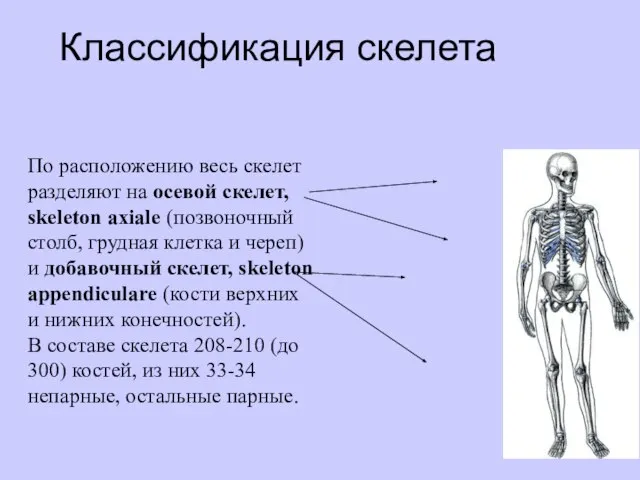 Классификация скелета По расположению весь скелет разделяют на осевой скелет, skeleton axiale