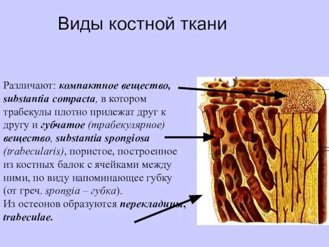 Виды костной ткани Различают: компактное вещество, substantia compacta, в котором трабекулы плотно