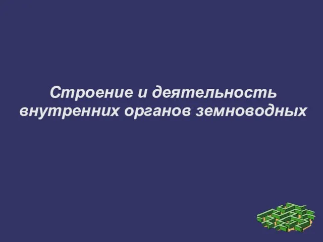 Строение и деятельность внутренних органов земноводных