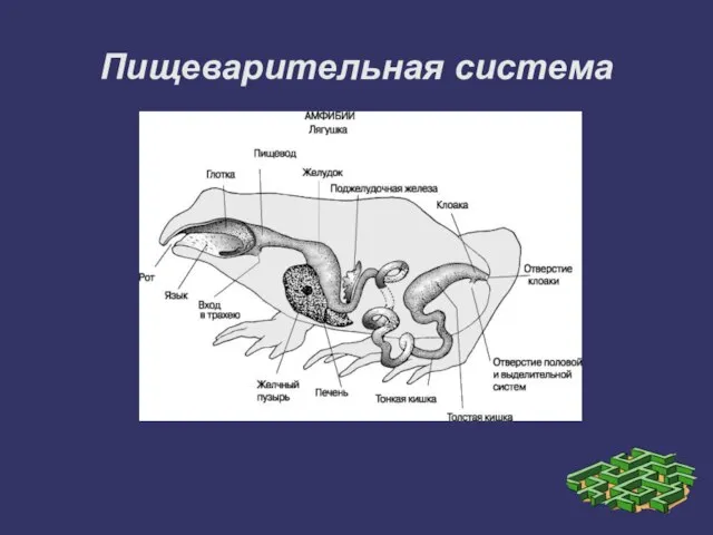 Пищеварительная система