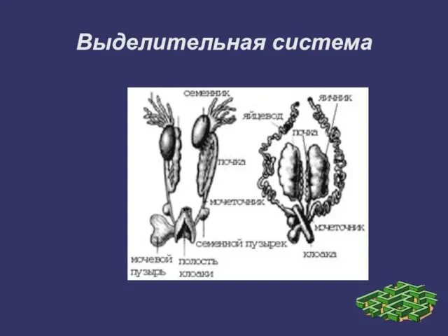 Выделительная система