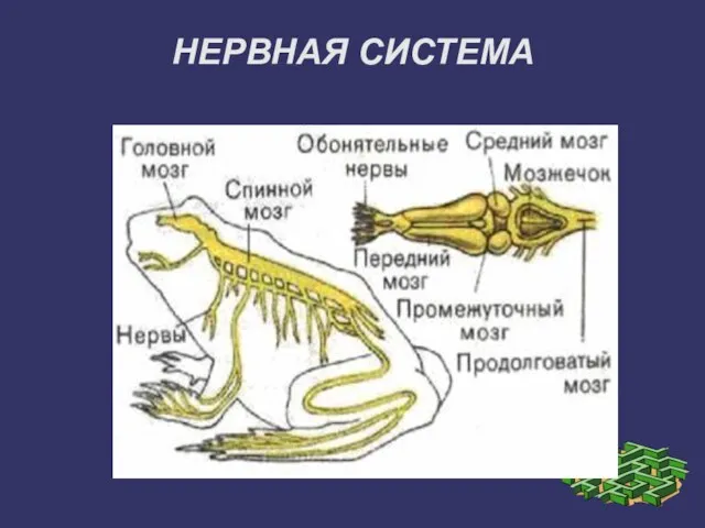 НЕРВНАЯ СИСТЕМА