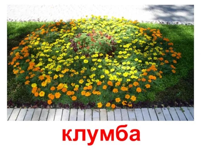 клумба