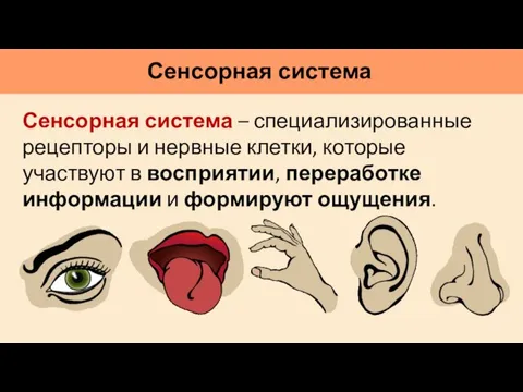 Сенсорная система Сенсорная система – специализированные рецепторы и нервные клетки, которые участвуют