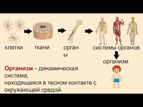 клетки ткани органы системы органов организм Организм – динамическая система, находящаяся в