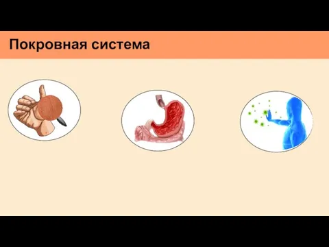 Покровная система