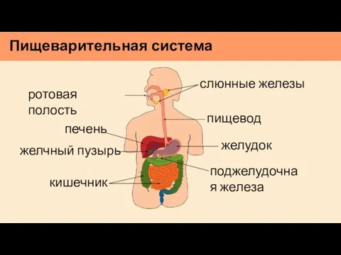 Пищеварительная система желудок пищевод слюнные железы ротовая полость печень желчный пузырь поджелудочная железа кишечник