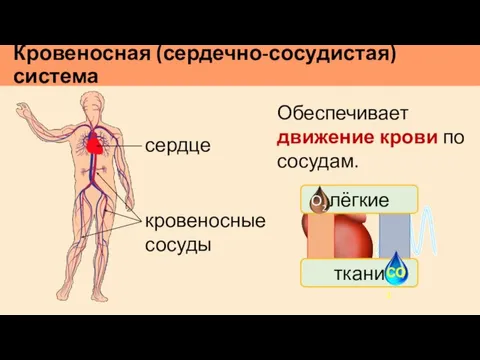 Кровеносная (сердечно-сосудистая) система кровеносные сосуды сердце Обеспечивает движение крови по сосудам. лёгкие ткани