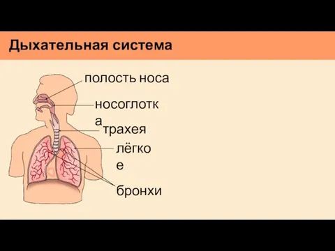 Дыхательная система полость носа носоглотка трахея бронхи лёгкое