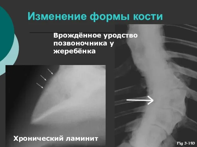 Изменение формы кости Хронический ламинит Врождённое уродство позвоночника у жеребёнка