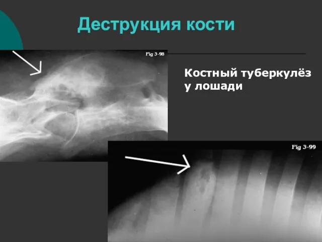 Деструкция кости Костный туберкулёз у лошади