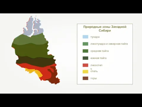 Природные зоны Западной Сибири тундра лесотундра и северная тайга средняя тайга южная тайга лесостепь степь горы