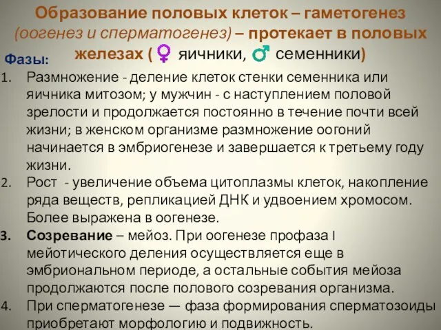 Образование половых клеток – гаметогенез (оогенез и сперматогенез) – протекает в половых