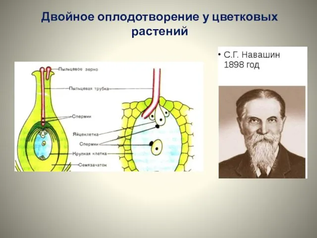 Двойное оплодотворение у цветковых растений