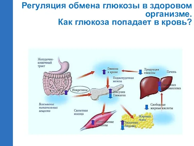 Регуляция обмена глюкозы в здоровом организме. Как глюкоза попадает в кровь?