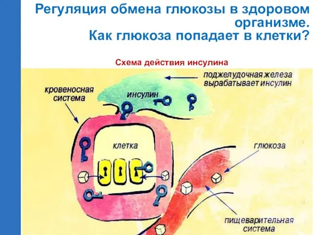 Регуляция обмена глюкозы в здоровом организме. Как глюкоза попадает в клетки? Схема действия инсулина