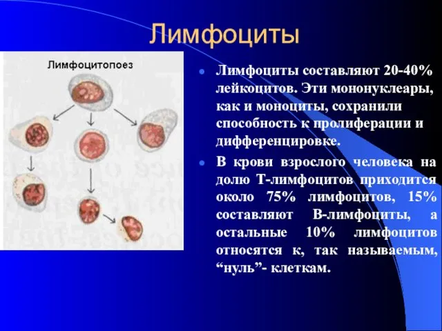 Лимфоциты Лимфоциты составляют 20-40% лейкоцитов. Эти мононуклеары, как и моноциты, сохранили способность